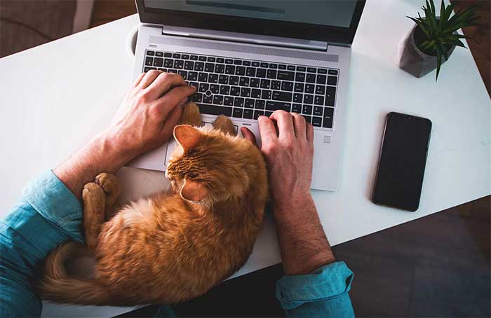 laptop and cat