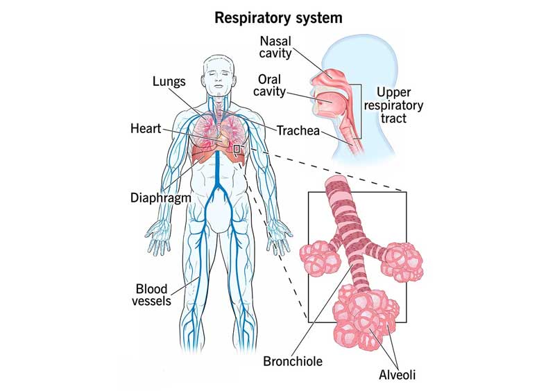 دستگاه تنفسی